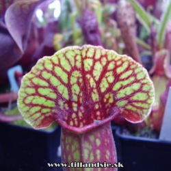 sarracenia purpurea kríženec