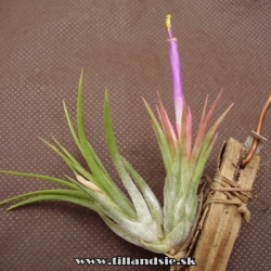 Tillandsia kolbii