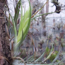 Tillandsia kolbii X Tillandsia bulbosa