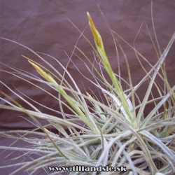 Tillandsia schiedeana 