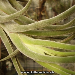 Tillandsia seleriana