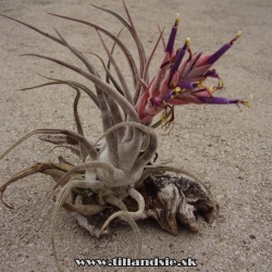 Tillandsia seleriana