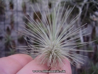 Tillandsia fuchsii f.gracilis