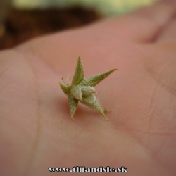 Tillandsia tectorum var.filifoliata