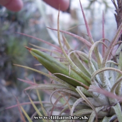 Tillandsia ionantha semeník