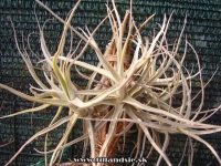 Tillandsia straminae var.oculta