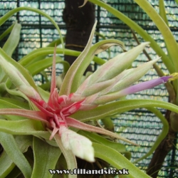 tillandsia streptophylla