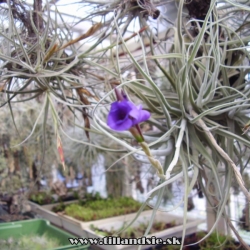 Tillandsia streptocarpa