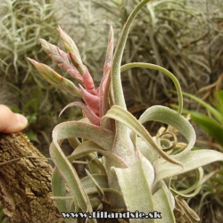 Tillandsia streptophylla x Tillandsia seleriana