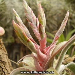 Tillandsia streptophylla x Tillandsia seleriana