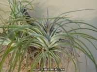 Tillandsia stricta jemná forma