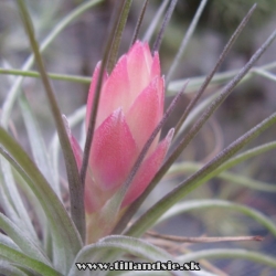 T.stricta petropolis