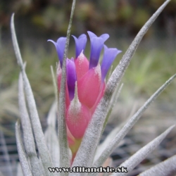 Tillandsia stricta petropolis detail kvetenstva