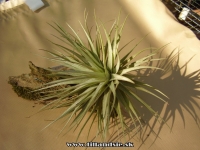 Tillandsia stricta ,,Pink bronze,,