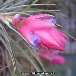 T.stricta petropolis