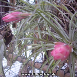 Tillandsia stricta