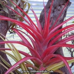 Tillandsia abdita