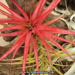 Tillandsia abdita