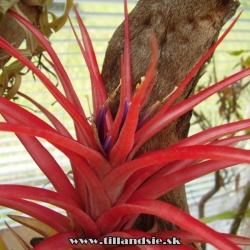 Tillandsia abdita