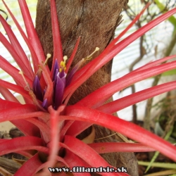 Tillandsia abdita