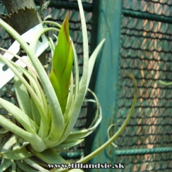 Tillandsia acostae