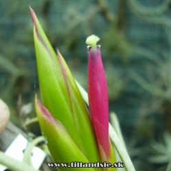 Tillandsia acostae