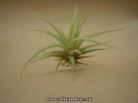 Tillandsia acostae