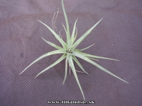 Tillandsia aeranthos var. aeranthos