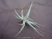 Tillandsia aeranthos ,, mini purple,,