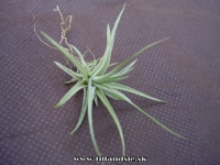 Tillandsia aeranthos var. alba x T. aeranthos ,,mini purple,,