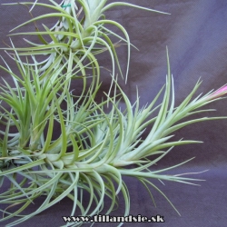 Tillandsia aeranthos X Tillandsia tenuifolia 