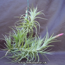 Tillandsia aeranthos X Tillandsia tenuifolia 