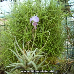 Tillandsia apurimasensis