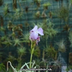 Tillandsia apurimasensis