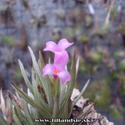 Tillandsia argentina