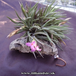 Tillandsia argentina