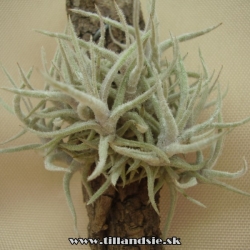 Tillandsia balsasensis