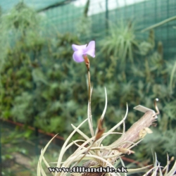 Tillandsia bandensis