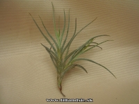 Tillandsia bandensis