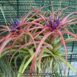 Tillandsia brachycaulos ,,selecta,,