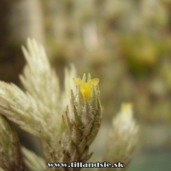 Tillandsia bryioides