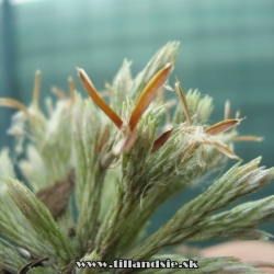 tillandsia bryioides