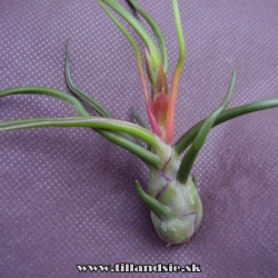 Tillandsia bulbosa