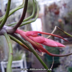 T.bulbosa