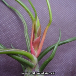 Tillandsia bulbosa