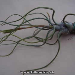 Tillandsia butzii