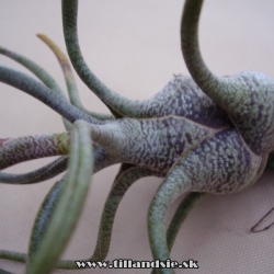 Tillandsia butzii