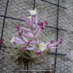 Tillandsia cacticola