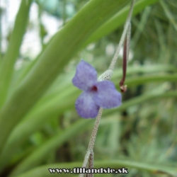 Tillandsia caerulea