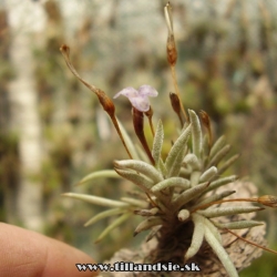 Tillandsia capillaris f.lanuginosa